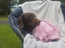 Dog DNA tests
