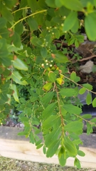 Plant ID please