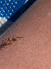AIBU to ask what spider this is?