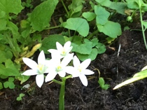 Mystery flower ID please.