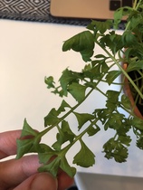 Help me identify this plant