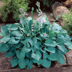Could someone help me with plants for new planters?