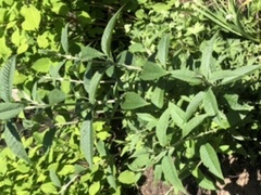 Plant ID!
