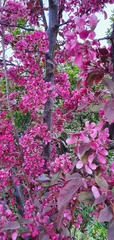 Please help me ID the shrubs in my garden