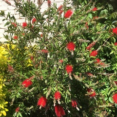 What is this - a red hebe?
