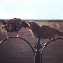 Help. My neighbours seem to be feeding 5000 starlings