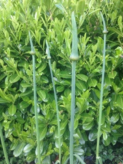 Can anyone identify these please?