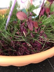Please help me saving my DD’s dying fairy garden!!