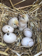 The chicks are hatching!!