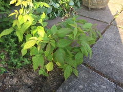 Anyone know what this is