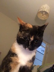 Cat/kitten photos.