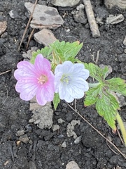 New to gardening, what’s going on in my little garden today.
