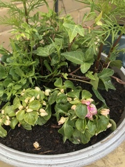 Help me save my plants!!! *pics attached