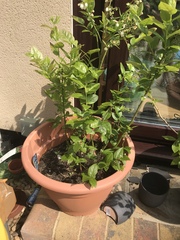 Blueberries advice please!