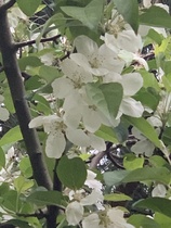What's this tree please?