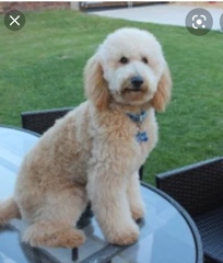 Did I buy a puppy farm pup?