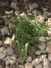 Can i save this lavender?