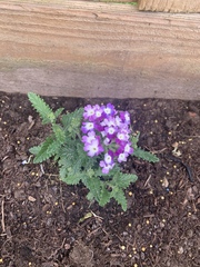 New gardener - what am I doing wrong?