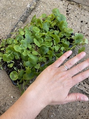 Are these medium geranium plants or have I been ripped off?