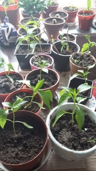 Are plants saving your life right now?