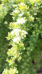 Plant ID please