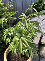 How do your Peonie plants look right now?