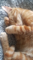 Cat/kitten photos.