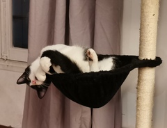 Cat/kitten photos.