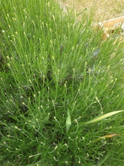 Plant identification...