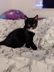 Cat/kitten photos.