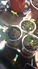 Could anyone identify my plants..allspice or cardomum?