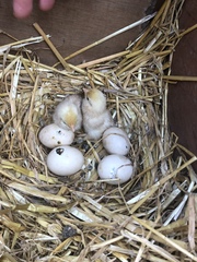 The chicks are hatching!!