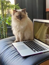 Cat/kitten photos.