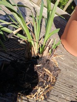 What is this horrid house plant??