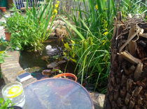 Show me your garden ponds large and small please!