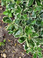 What is eating these shrubs?