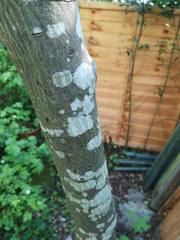 Help me heal my tree! Pics included.