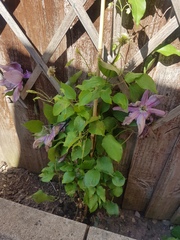 Clematis isnt growing great..any ideas photo attached