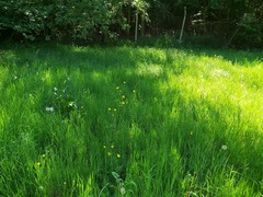 Growing a meadow