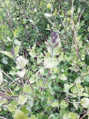 Help to identify this herb please