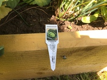 Allotment/Veg Patch Thread 15 - will winter ever end?