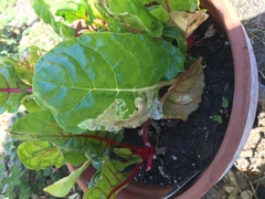 What is happening to my chard plants?