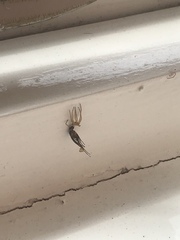 Do spiders eat other spiders? (Warning: picture of small spiders)