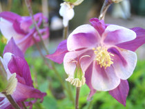 Any Witches Here? Part 11