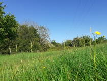 Pokemon Go Thread #28: Careless Whismur.