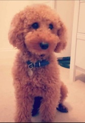 Did I buy a puppy farm pup?