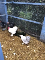 The chicks are hatching!!