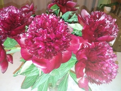 Peonies