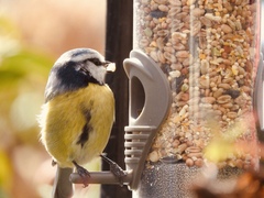 Help. My neighbours seem to be feeding 5000 starlings