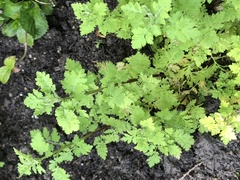 Plant ID!